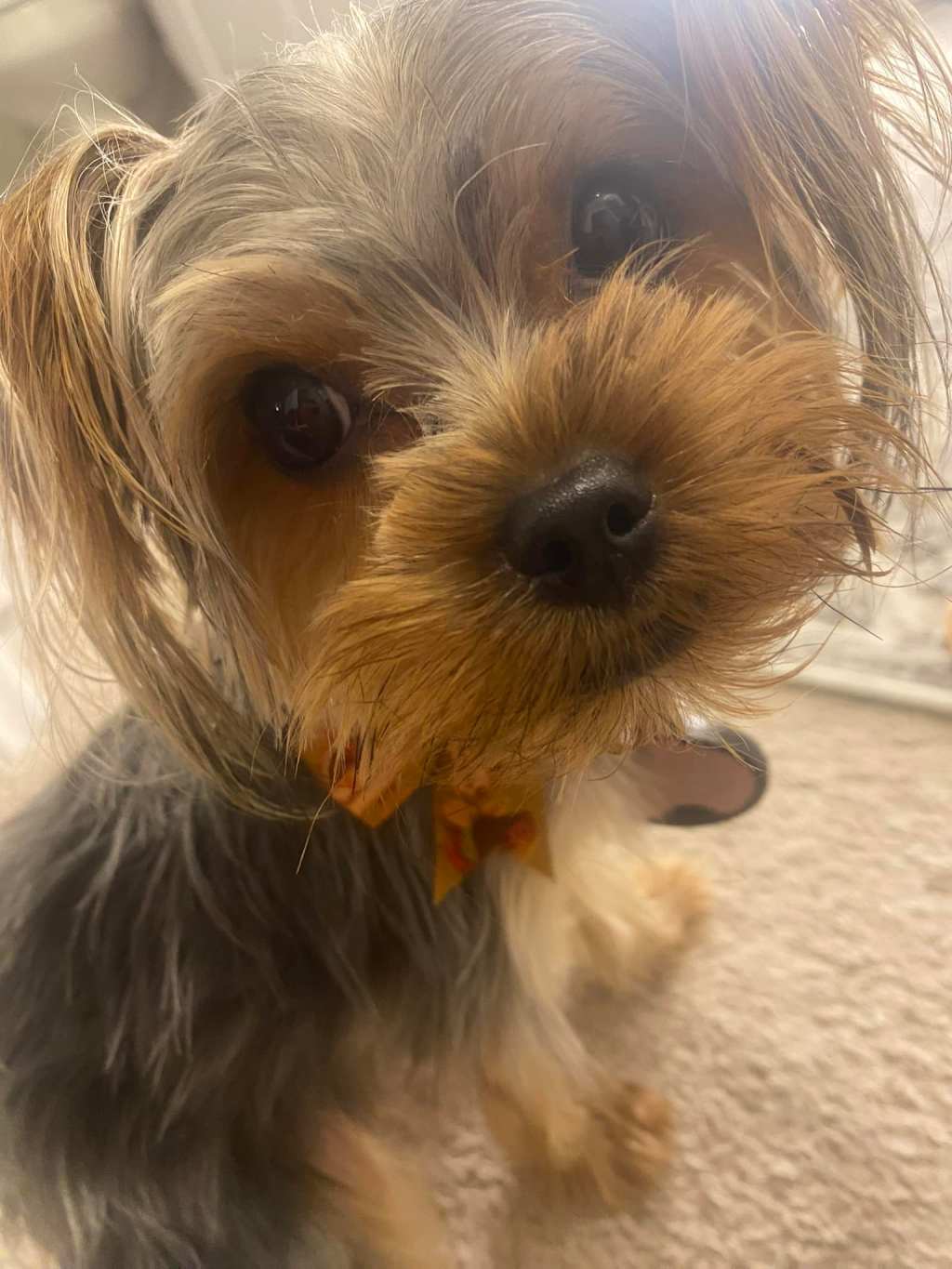 Cha Cha is having&nbsp;trouble